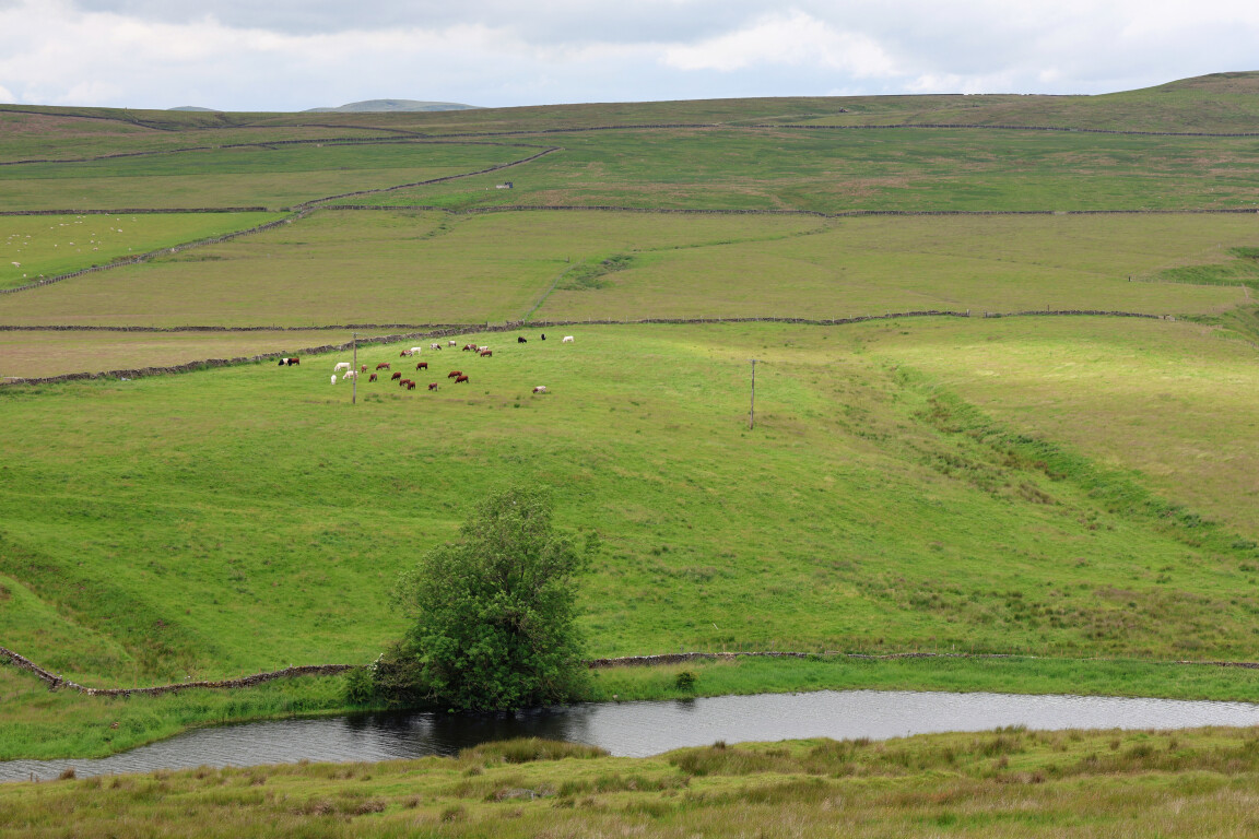 Cows and Winterburn Reservoir, North Yorkshire